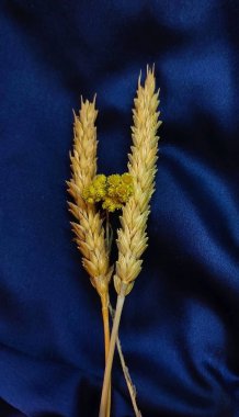 Mavi saten kumaş üzerinde buğday başakları