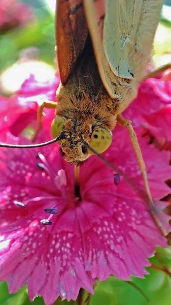 Schmetterling Trinkt Nektar Aus Einer Rosa Blume — Stockfoto