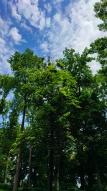 Yaprak döken ormanda yeşil yapraklı ağaçların manzarası