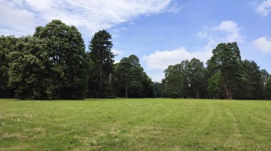 Ormanda yeşil çimenli çayır mavi bulutlu gökyüzünün altında