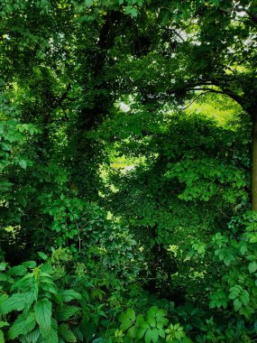 Yaprak döken ormanda yeşil çimenler ve ağaçlar