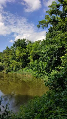Mavi bulutlu gökyüzünün altındaki yaprak döken ormanda