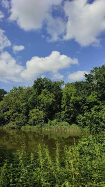 Yeşil yaz ormanlarında göl.