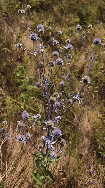 Wild Field Plant Summer Meado — Stock Photo, Image