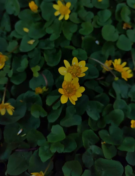 Κίτρινο Λουλούδι Στο Δάσος — Φωτογραφία Αρχείου