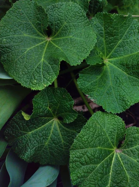 Fond Écran Grandes Feuilles Vertes — Photo