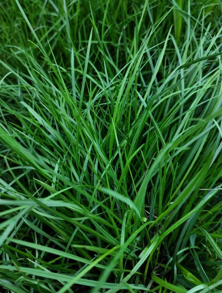 Background Green Grass Meadow — Stock Photo, Image