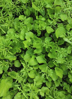 Ormandaki yeşil yaprakların arka planı