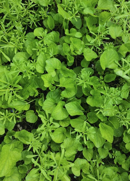 Ormandaki yeşil yaprakların arka planı