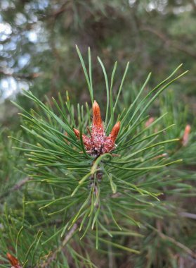 Ormandaki çam dalına yakın.