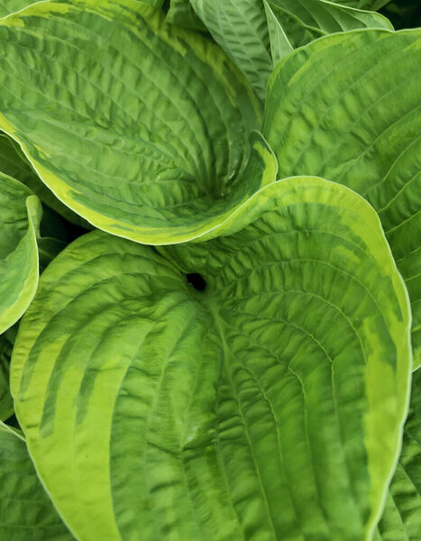 Background of big green leaves in the forest