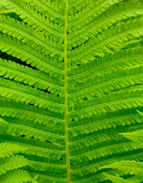 Papel Parede Folha Samambaia Verde Jardim — Fotografia de Stock