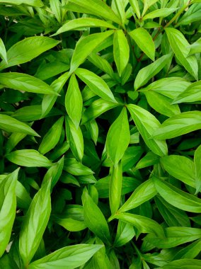 Bahçedeki yeşil şakayık yapraklarının arka planı