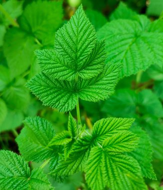 Bahçedeki çalıların üzerinde taze yeşil yaprakların arka planı