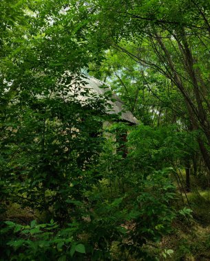 Yaprak döken ağaçların arasında terk edilmiş eski bir ev.