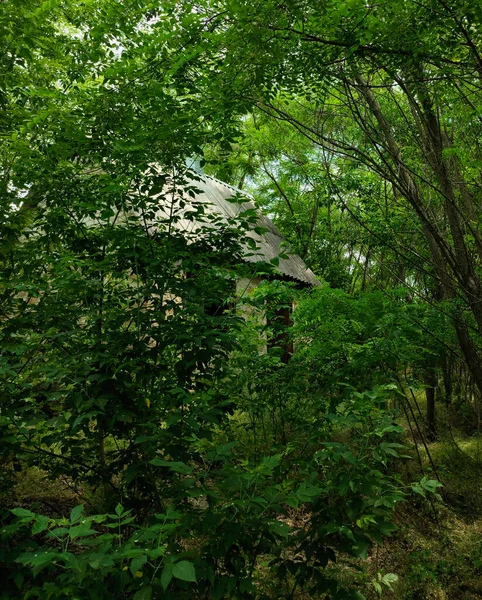 Yaprak döken ağaçların arasında terk edilmiş eski bir ev.