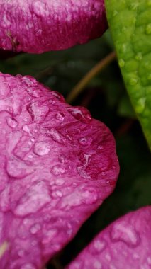 Rai 'den sonra su damlayan pembe bir çiçeğin makro fotoğrafı.