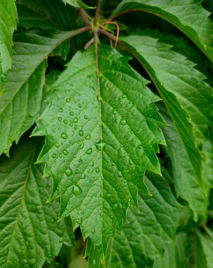 Yağmurdan sonra su damlayan yeşil yaprak duvar kağıdı