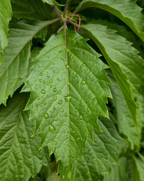 Yağmurdan sonra su damlayan yeşil yaprak duvar kağıdı