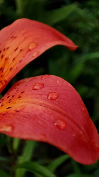 Rai Den Sonra Kırmızı Çiçek Yapraklı Makro Fotoğraf — Stok fotoğraf