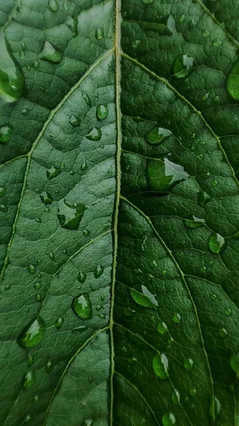 Water Drops Rain Green Leaves Garden — 스톡 사진