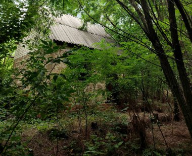 small abandoned house in the deciduous fores