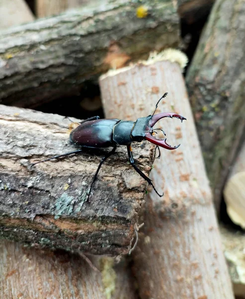 Large Stag Beetle Crawls Pieces Sawn Firewoo — Foto Stock