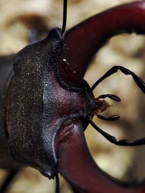 macro photo of the head of a stag beetl