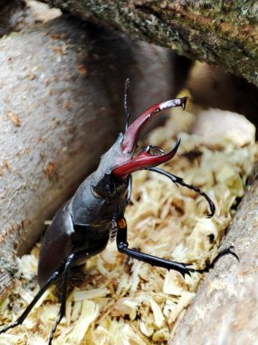 macro photo of a beautiful stag beetle on sawdust. close up photo of a stag beetle on firewoo