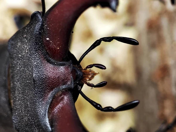 Close Photo Head Stag Beetl — Fotografia de Stock