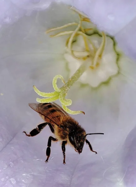 Close Bee Purple Flowers — Fotografia de Stock