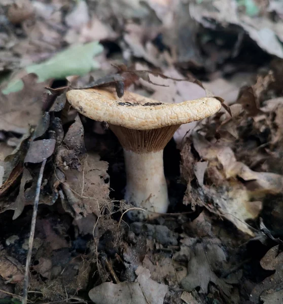 wallpaper of an edible mushroom growing among oak leave