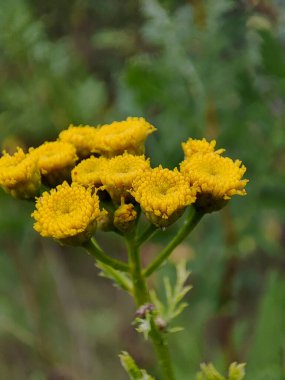 macro of yellow tansy flowers in a field