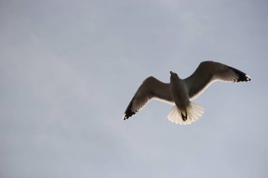 Martı denizin üzerinde uçmaya başlar.