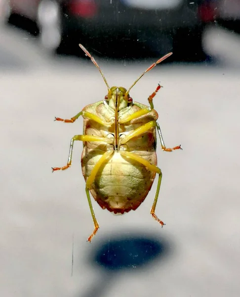昆虫のマクロ写真です — ストック写真