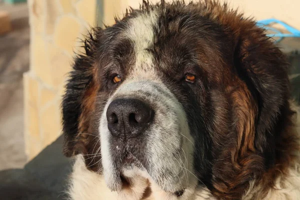 Sıcak kışta köpeğim.