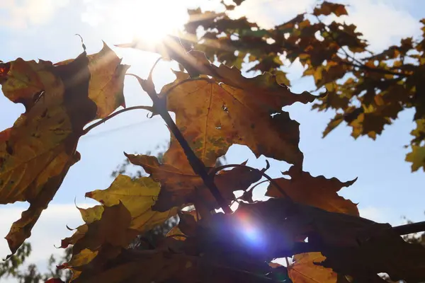 Sonbahar yaprakları güneşte