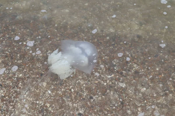 Denizdeki denizanası