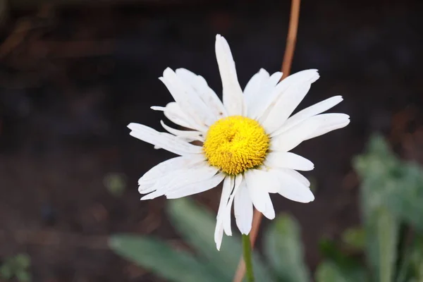 Yağmurdan sonra papatya çayı