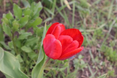 Geceden önce güzel bir lale kapanıyor. Yüksek kalite fotoğraf