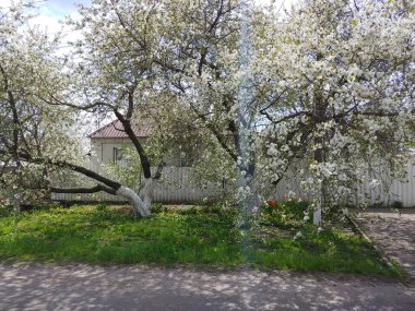 Küçük bir evin yanında çiçekler ve çimenler. Yüksek kalite fotoğraf