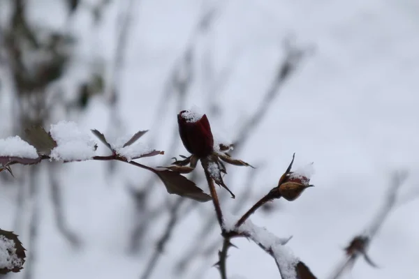 Bu mevsim için kapanmayan gül goncası. Yüksek kalite fotoğraf