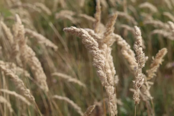 Yere düşmeden önce sonbahar çivileri. Yüksek kalite fotoğraf
