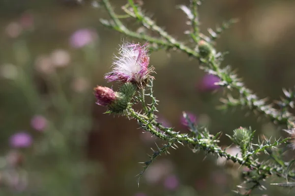 Çöl dikenleri çeşitli aptal böcekleri cezbeder. Yüksek kalite fotoğraf