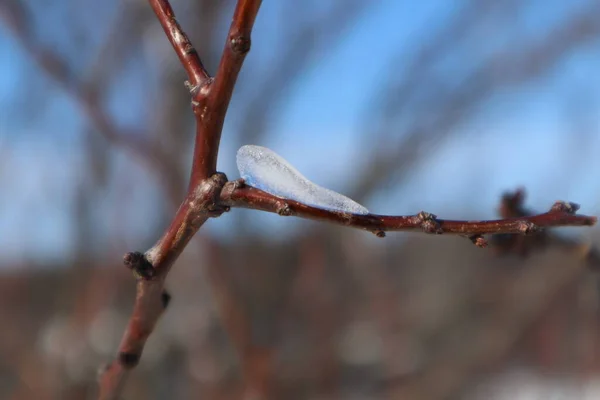 Yere kayacak zamanı olmayan donmuş bir damlacık. Yüksek kalite fotoğraf
