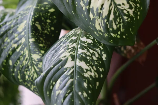 Monitördeki büyük duvar kağıdı için büyük bir çiçeğin yaprakları. Yüksek kalite fotoğraf