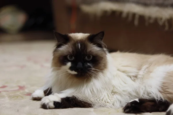 Kutsal Birmanya kedisi lezzetli bir muameleden sonra poz verir. Yüksek kalite fotoğraf