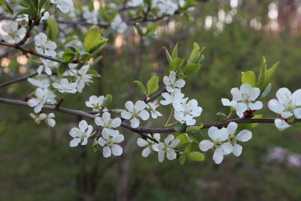 İlk ışıklarda çiçek açan ağaç dalları. Yüksek kalite fotoğraf