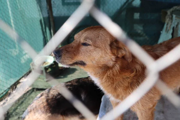 Gizlice kaçmak isteyen gülümseyen bir köpek. Yüksek kalite fotoğraf