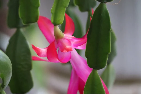 Güzel bir çiçek geceden sonra uyanır. Yüksek kalite fotoğraf